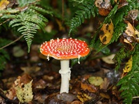 Paddestoelen album