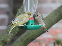 Tuin-en-Weidevogels album