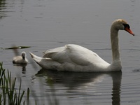 Watervogels album